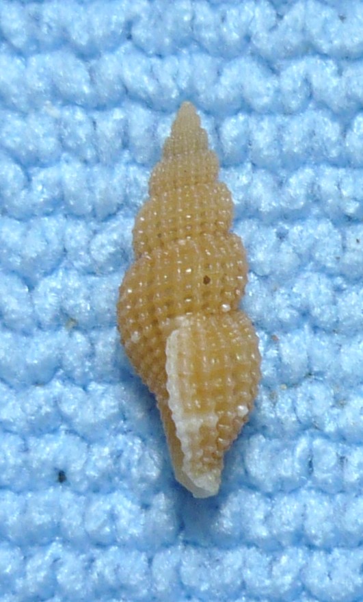 Raphitoma atropurpurea?